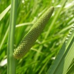Acore calamus